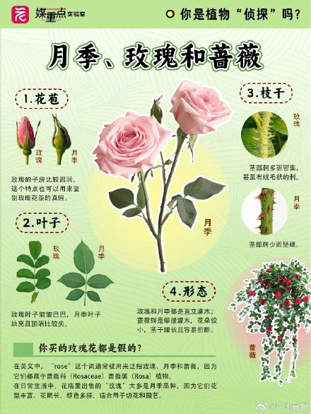 码住！一组图教你区分“撞脸”花花