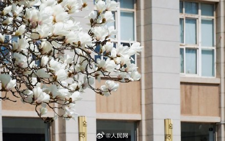 美!校园春日限定景致浪漫来袭 美!校园春日限定景致浪漫来袭