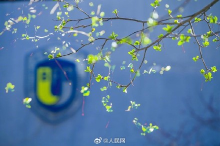 美!校园春日限定景致浪漫来袭 美!校园春日限定景致浪漫来袭