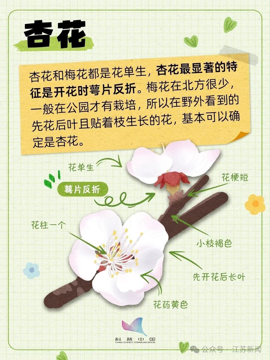 别再认错啦！桃、李、杏、樱、梅花的快速分辨秘诀，1分钟搞定！