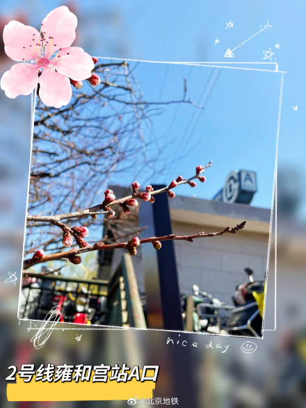 北京地铁口的春日惊喜 北京地铁口的春日惊喜