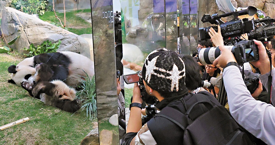 香港大熊猫母子同场卖萌,网友:这才是顶流组合! 香港大熊猫母子同场卖萌,网友:这才是顶流组合!