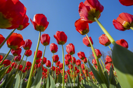 郁金香把春日饱和度拉满了