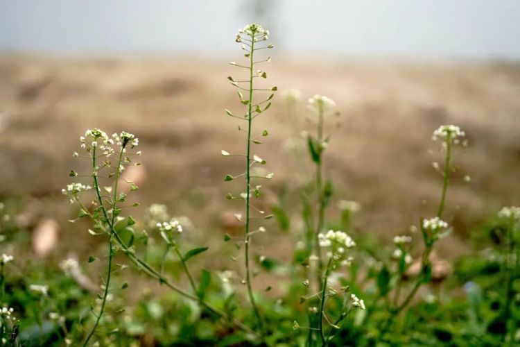 这种菜是天然“补钙剂”，钙含量不逊于牛奶，别错过！