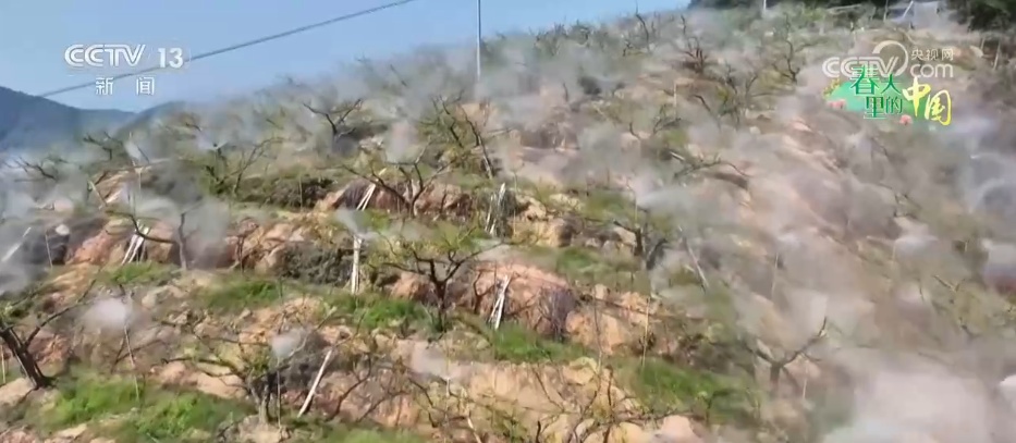 特色产业“多点开花” “小蔬菜”变身乡村振兴“致富菜” 特色产业“多点开花” “小蔬菜”变身乡村振兴“致富菜”