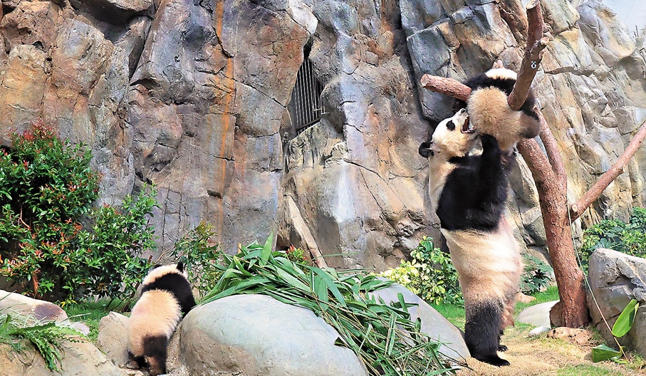 香港大熊猫母子同场卖萌,网友:这才是顶流组合! 香港大熊猫母子同场卖萌,网友:这才是顶流组合!