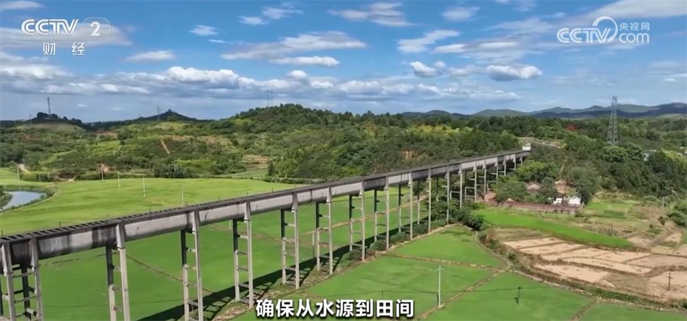 全国冬小麦苗情好于常年 神州大地“丰”景可期