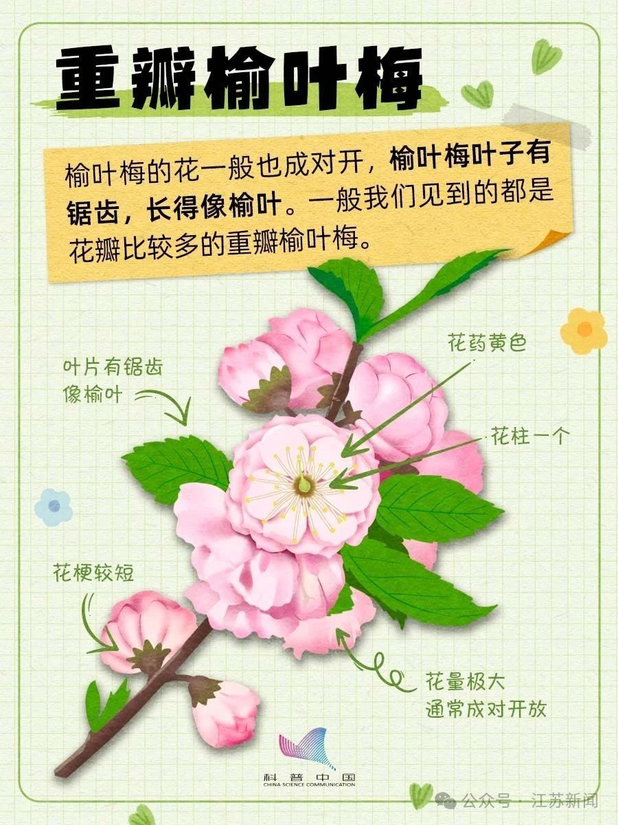 别再认错啦！桃、李、杏、樱、梅花的快速分辨秘诀，1分钟搞定！