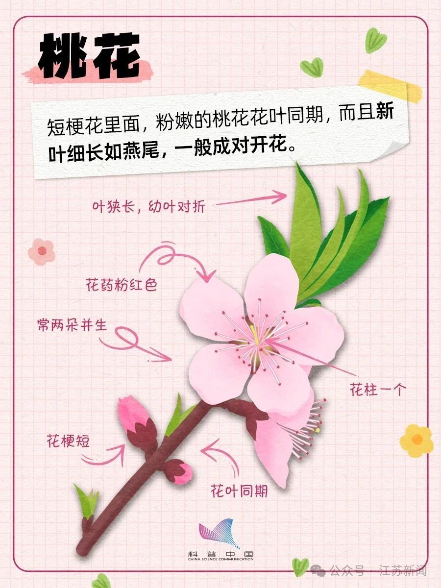 别再认错啦！桃、李、杏、樱、梅花的快速分辨秘诀，1分钟搞定！