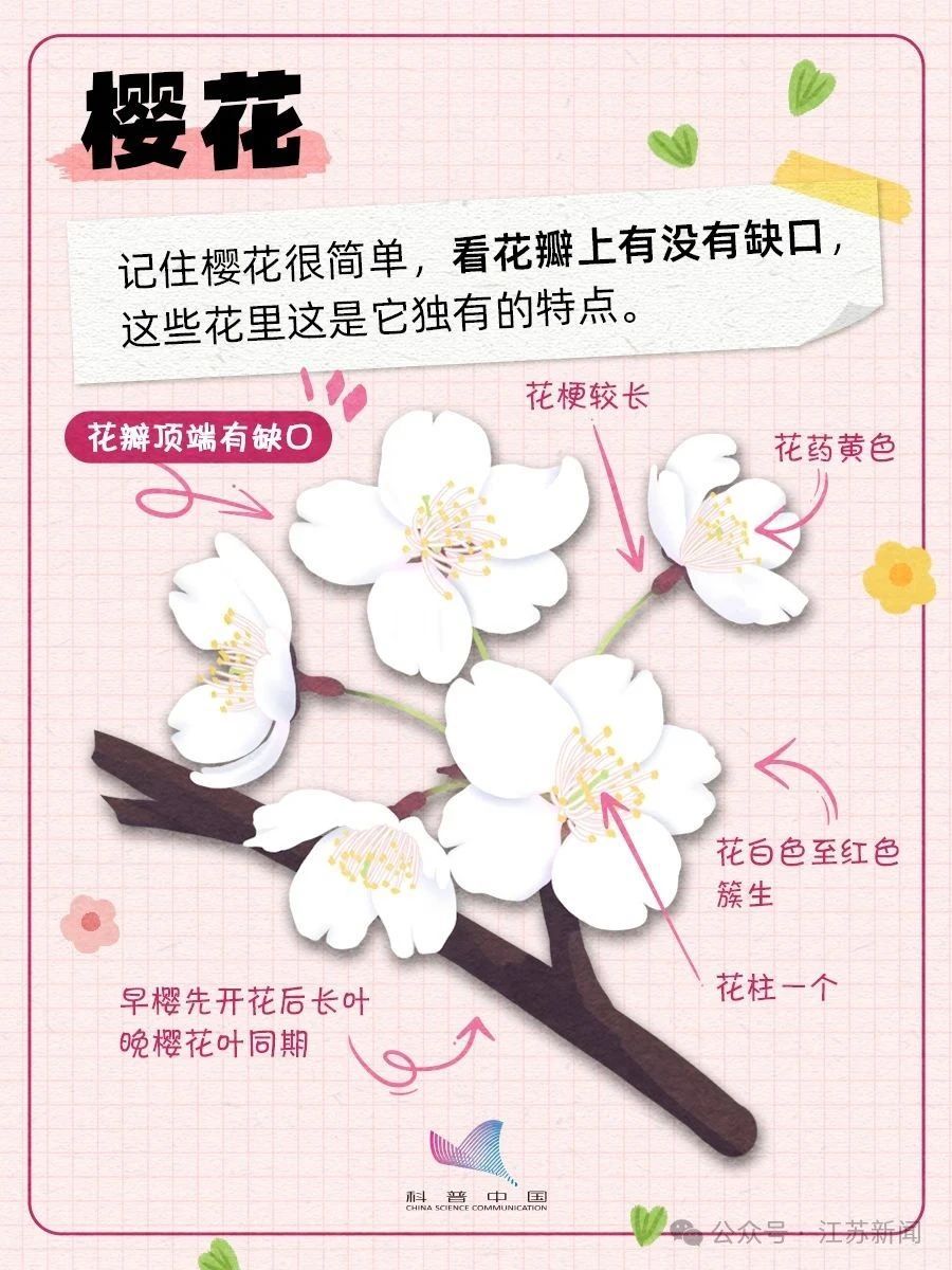 别再认错啦！桃、李、杏、樱、梅花的快速分辨秘诀，1分钟搞定！