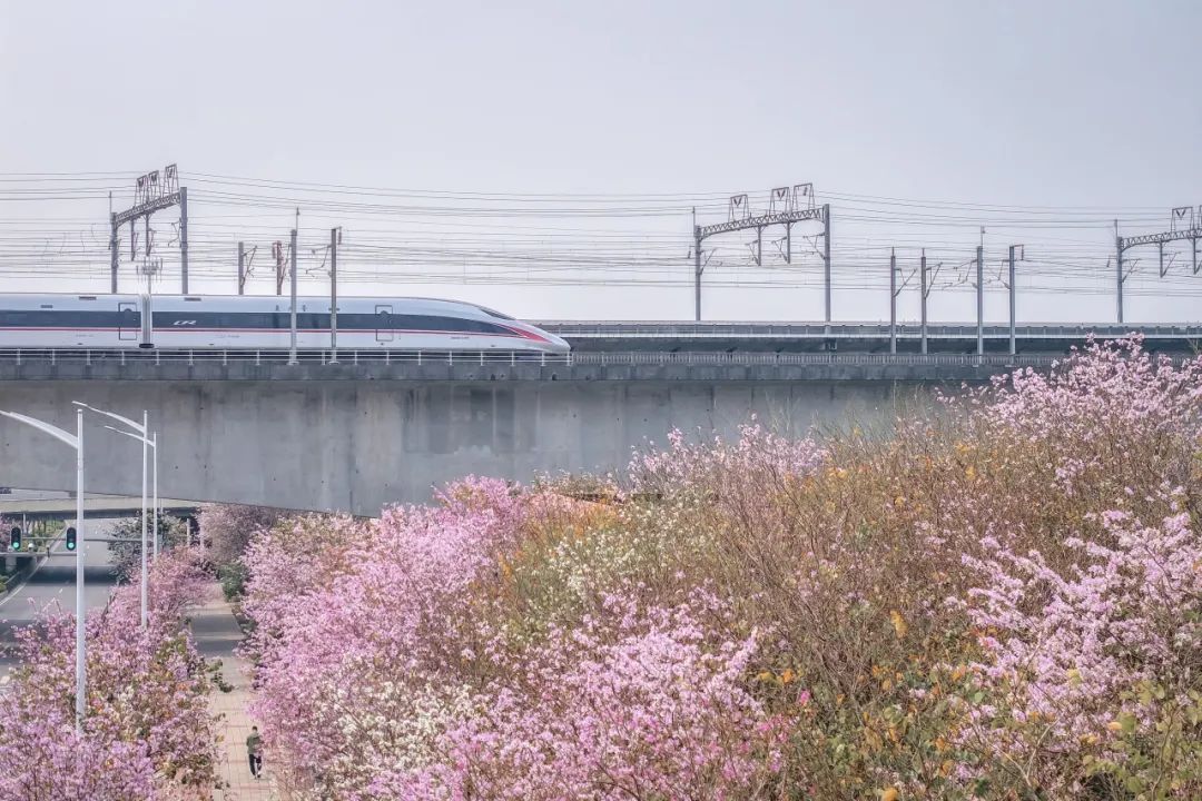 中国南北方景观差异，坐高铁速览！