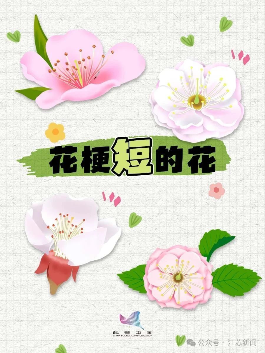 别再认错啦！桃、李、杏、樱、梅花的快速分辨秘诀，1分钟搞定！