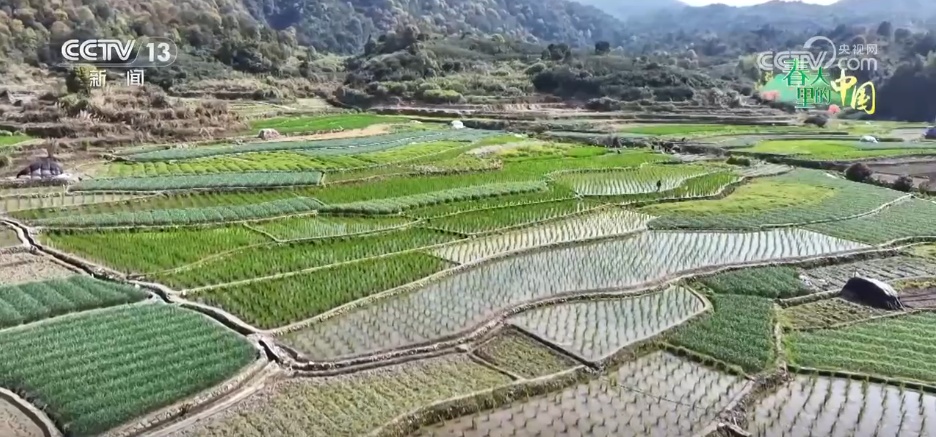 特色产业“多点开花” “小蔬菜”变身乡村振兴“致富菜” 特色产业“多点开花” “小蔬菜”变身乡村振兴“致富菜”