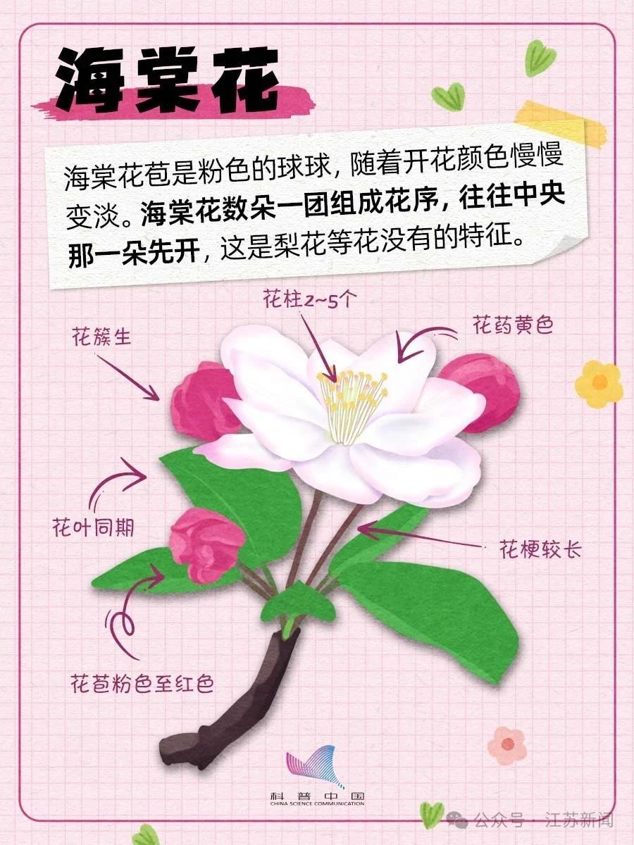 别再认错啦！桃、李、杏、樱、梅花的快速分辨秘诀，1分钟搞定！