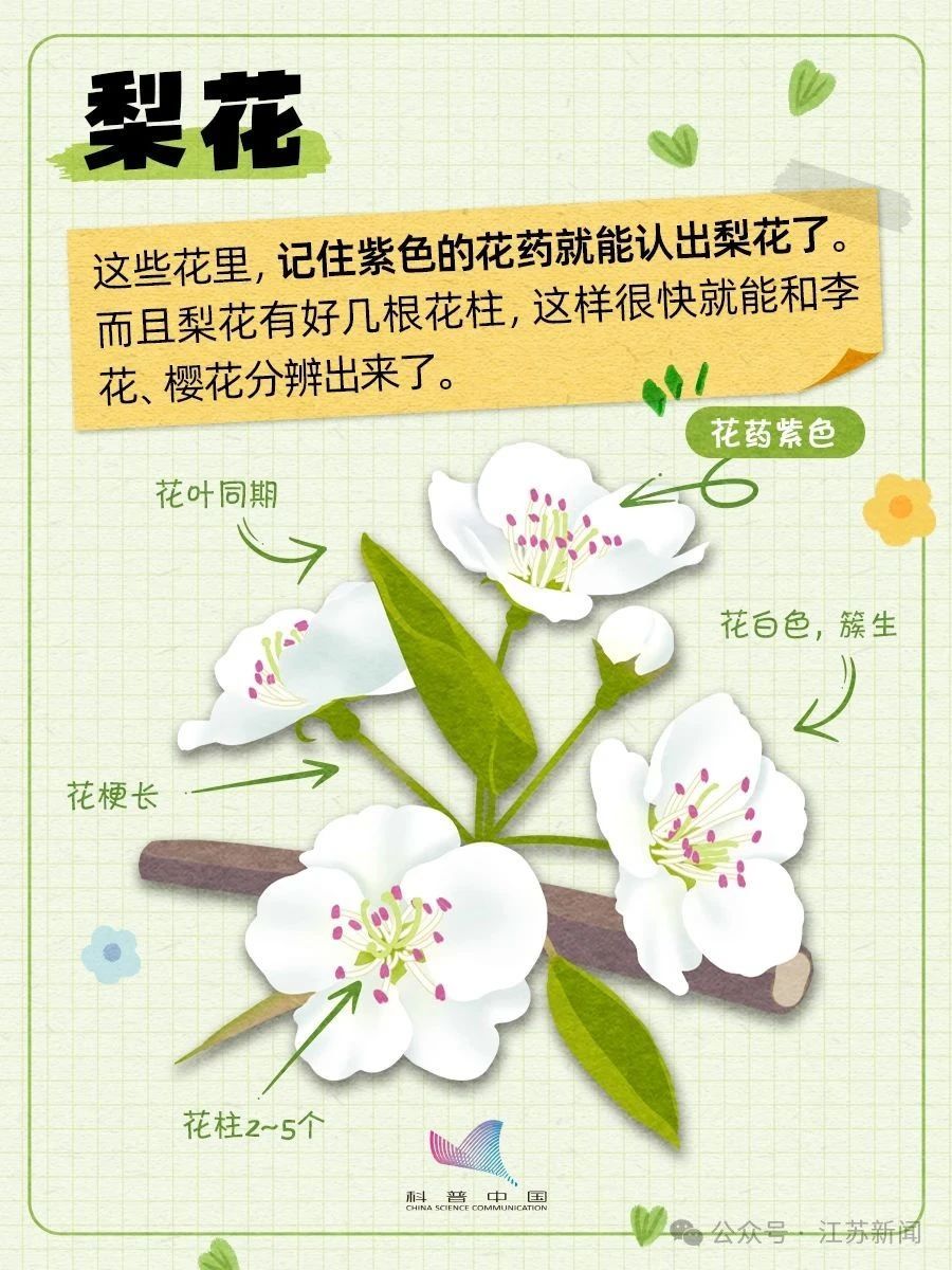 别再认错啦！桃、李、杏、樱、梅花的快速分辨秘诀，1分钟搞定！