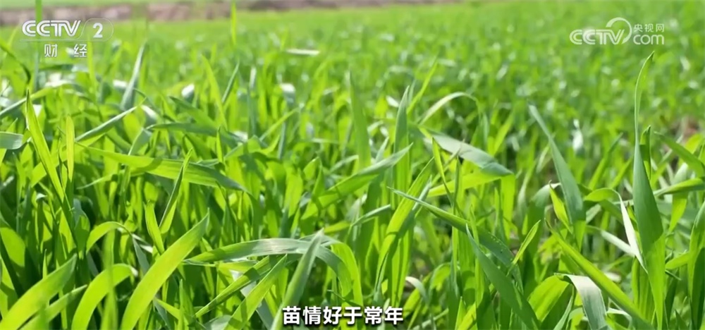 全国冬小麦苗情好于常年 神州大地“丰”景可期