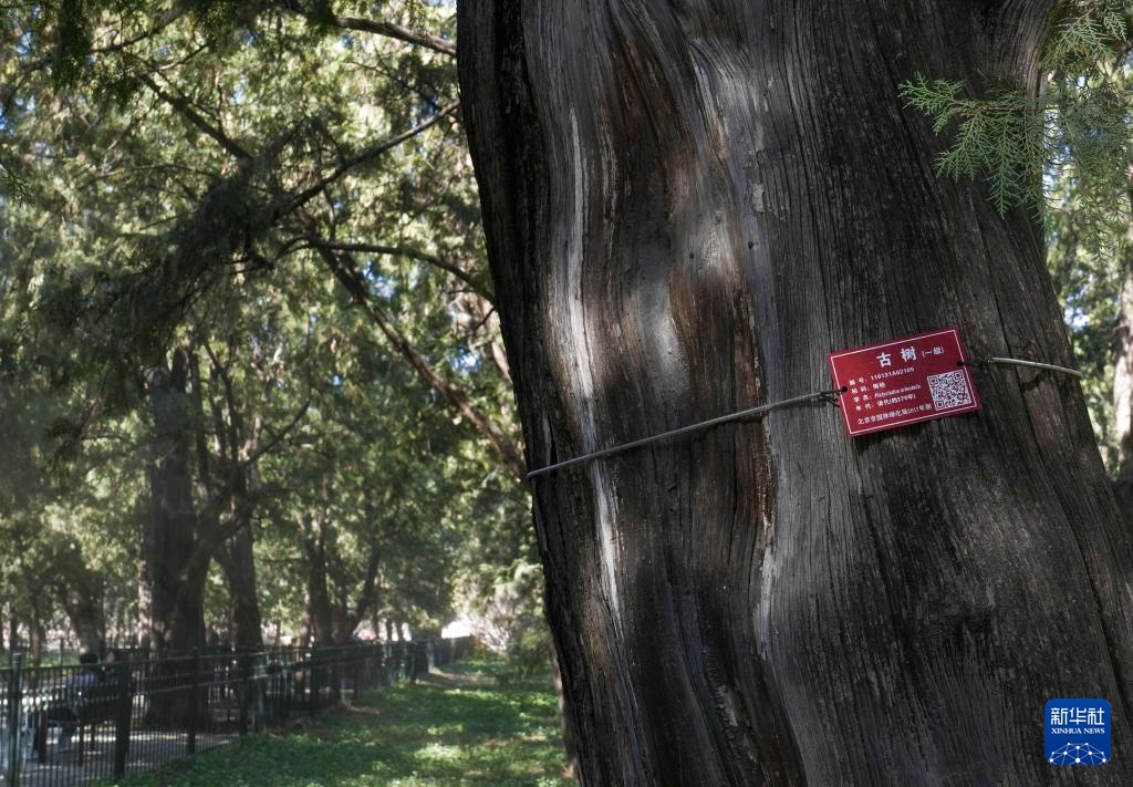 涕泪横流，都是柏树惹的“祸”？