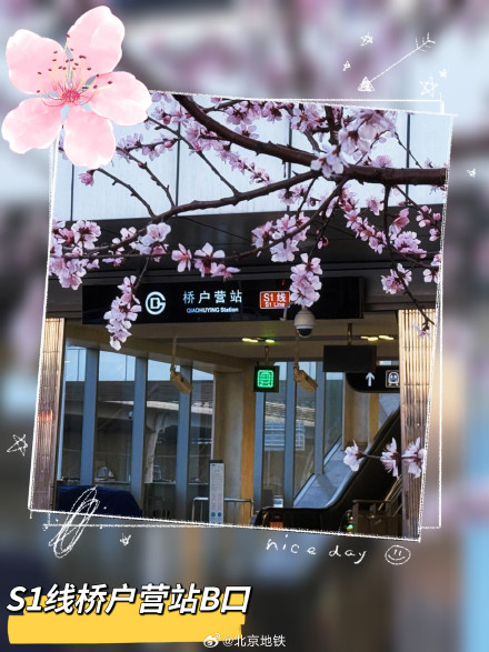 北京地铁口的春日惊喜 北京地铁口的春日惊喜