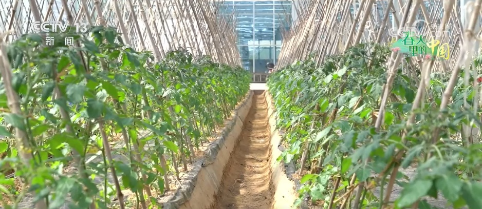 特色产业“多点开花” “小蔬菜”变身乡村振兴“致富菜” 特色产业“多点开花” “小蔬菜”变身乡村振兴“致富菜”