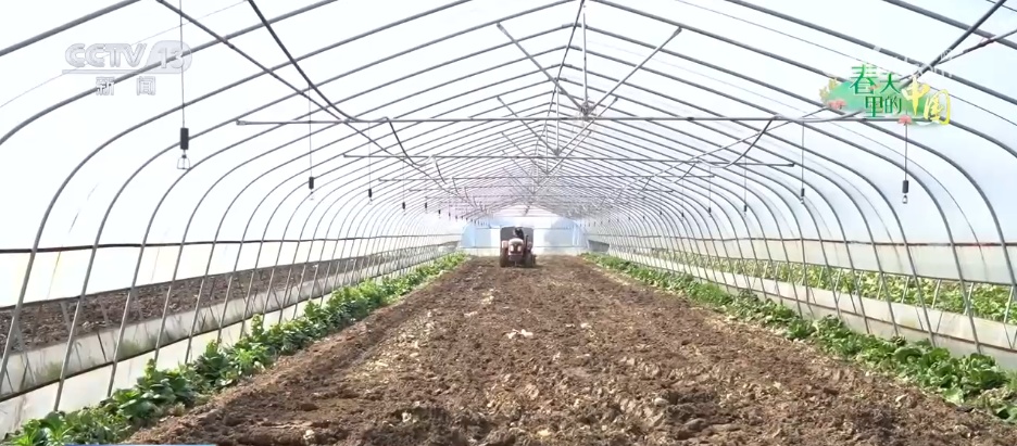 特色产业“多点开花” “小蔬菜”变身乡村振兴“致富菜” 特色产业“多点开花” “小蔬菜”变身乡村振兴“致富菜”