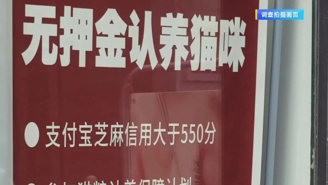 “免费领养宠物”真的不花钱吗？小心这些“坑”！律师提醒→