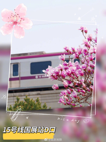 北京地铁口的春日惊喜 北京地铁口的春日惊喜
