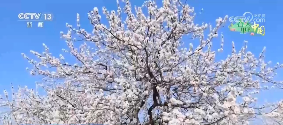 “花经济”在春日中盛开 农文旅融合撑起果农“钱袋子”