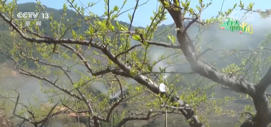 特色产业“多点开花” “小蔬菜”变身乡村振兴“致富菜” 特色产业“多点开花” “小蔬菜”变身乡村振兴“致富菜”