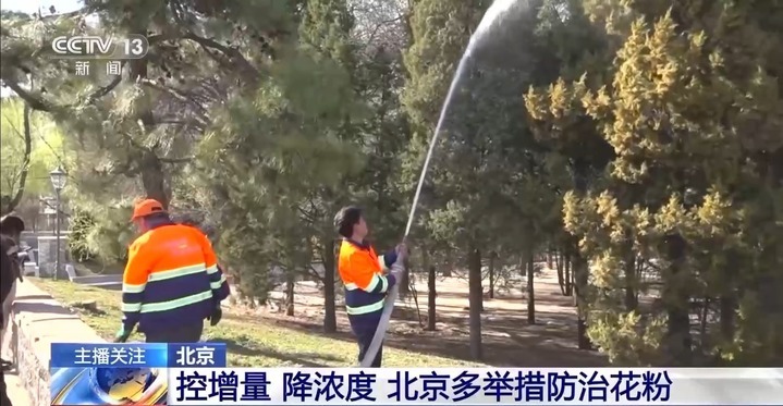 过敏星人有救了！解决天坛公园柏树“冒烟”的法子找到了