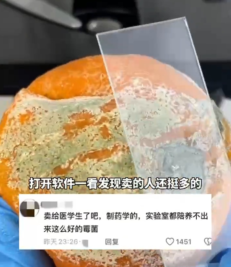 突然爆火！一个“霉变橘子”卖500元？紧急提醒