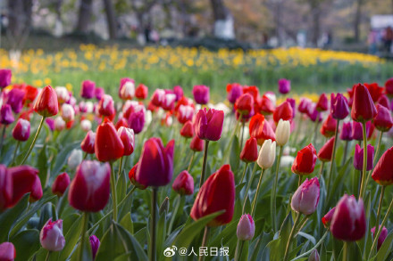 郁金香把春日饱和度拉满了
