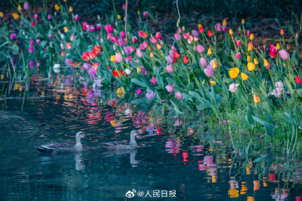 郁金香把春日饱和度拉满了