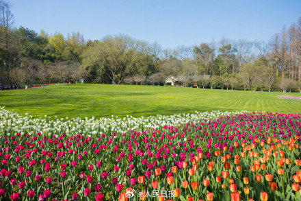 郁金香把春日饱和度拉满了