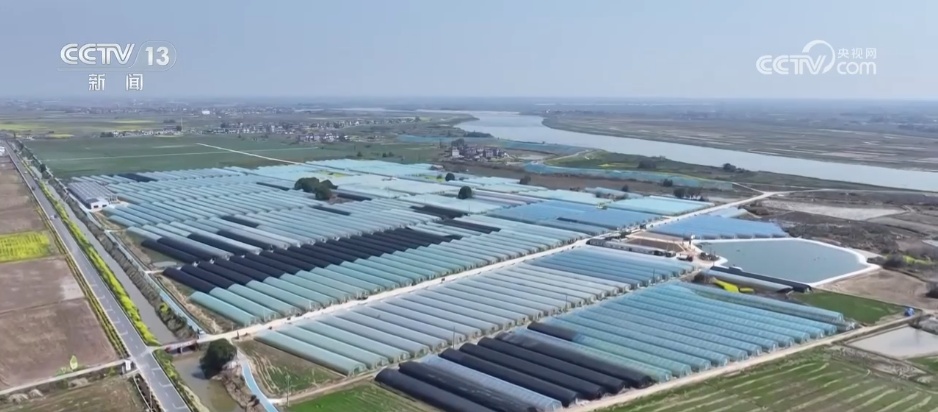 特色产业“多点开花” “小蔬菜”变身乡村振兴“致富菜” 特色产业“多点开花” “小蔬菜”变身乡村振兴“致富菜”