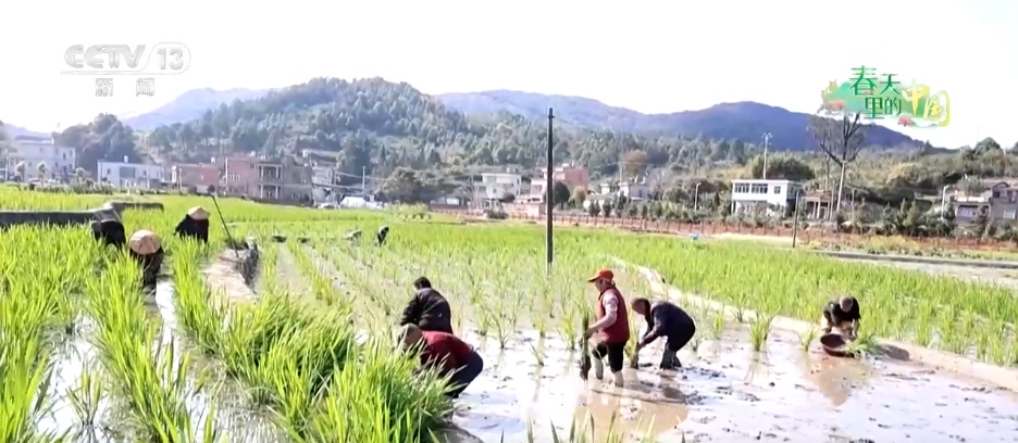 特色产业“多点开花” “小蔬菜”变身乡村振兴“致富菜” 特色产业“多点开花” “小蔬菜”变身乡村振兴“致富菜”