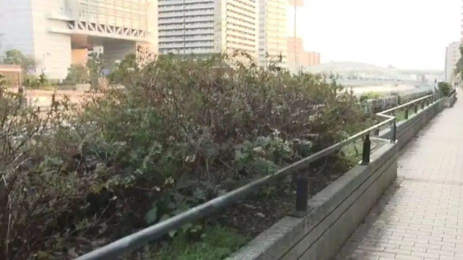 大阪市中心发现数十块人体碎片,属于一名年龄不详男子 大阪市中心发现数十块人体碎片,属于一名年龄不详男子