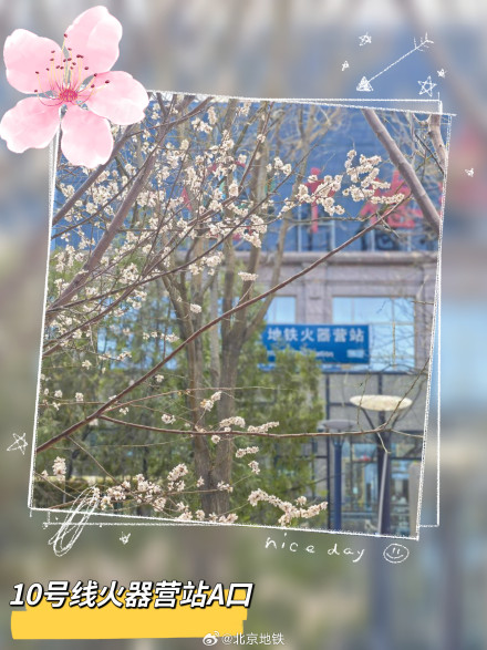 北京地铁口的春日惊喜 北京地铁口的春日惊喜