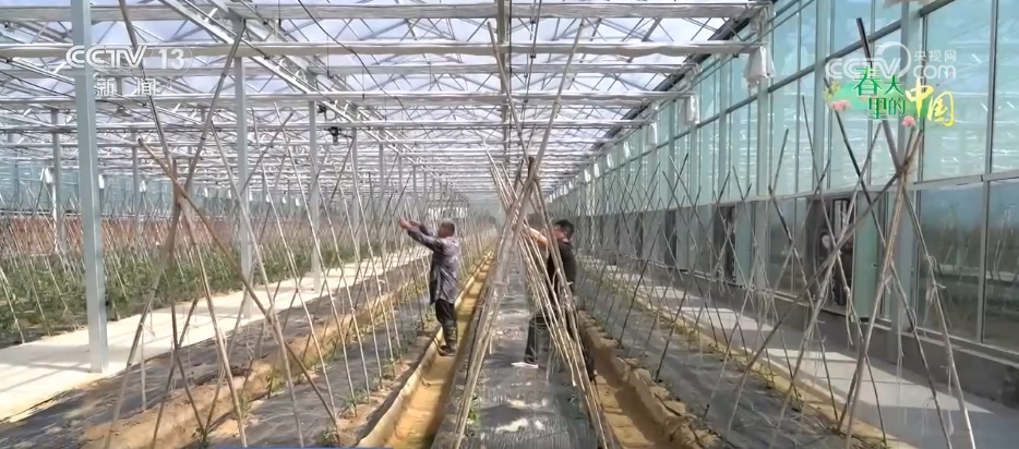 特色产业“多点开花” “小蔬菜”变身乡村振兴“致富菜” 特色产业“多点开花” “小蔬菜”变身乡村振兴“致富菜”