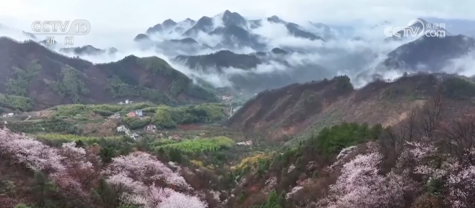 “花经济”在春日中盛开 农文旅融合撑起果农“钱袋子”