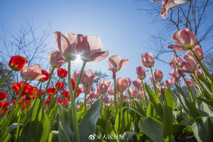 郁金香把春日饱和度拉满了