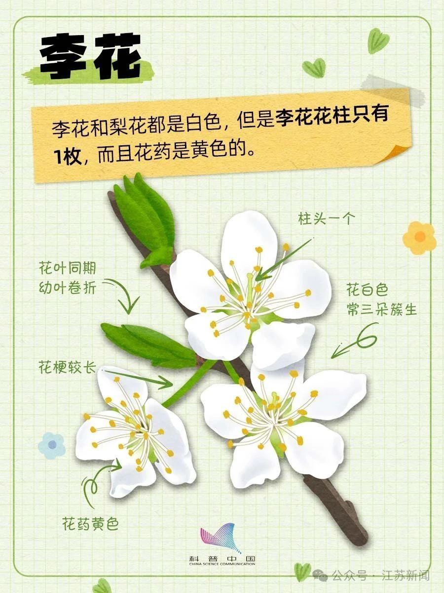 别再认错啦！桃、李、杏、樱、梅花的快速分辨秘诀，1分钟搞定！