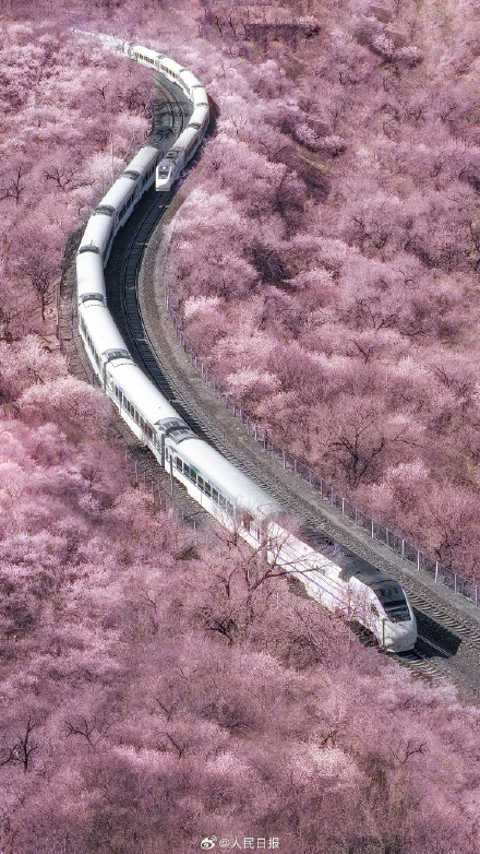 居庸关长城花海列车已ready！转发打卡