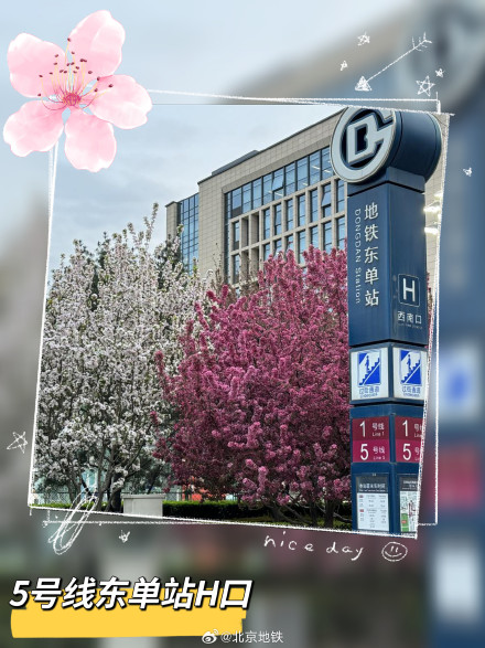 北京地铁口的春日惊喜 北京地铁口的春日惊喜