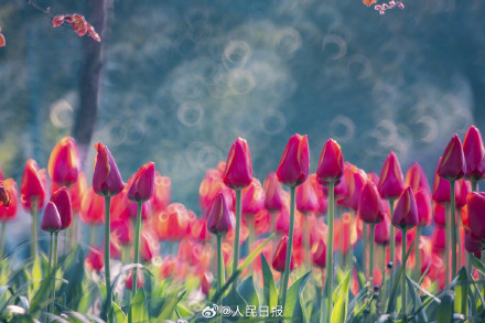 郁金香把春日饱和度拉满了