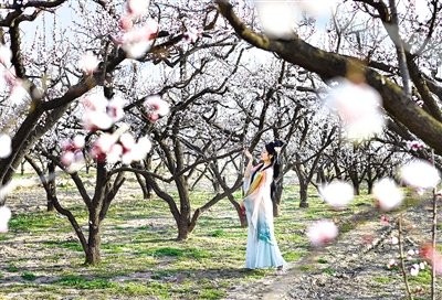 赏花踏青点燃“春日经济”