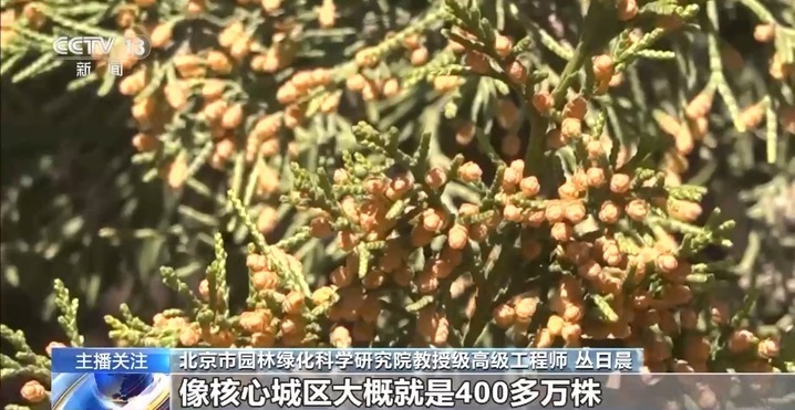 过敏星人有救了！解决天坛公园柏树“冒烟”的法子找到了