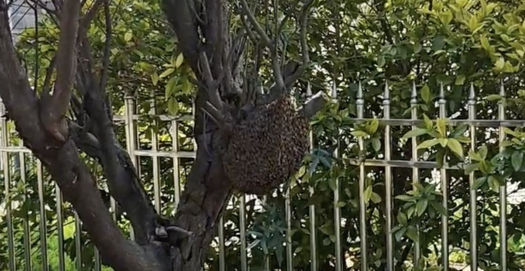 老婆被蜜蜂蜇伤!次日报警人求助“蓝朋友”排隐患 老婆被蜜蜂蜇伤!次日报警人求助“蓝朋友”排隐患