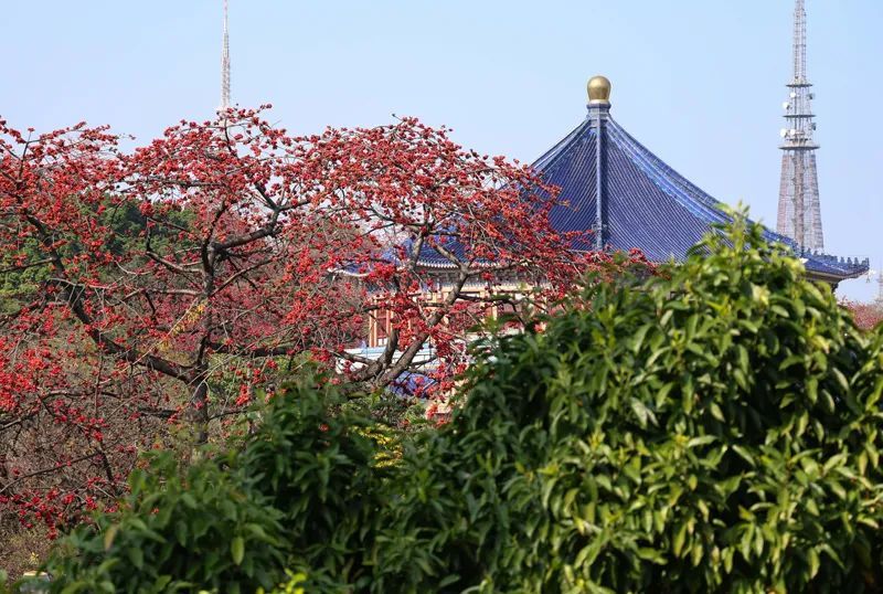 广东气温继续回升,下周或现冷空气“回马枪”! 广东气温继续回升,下周或现冷空气“回马枪”!