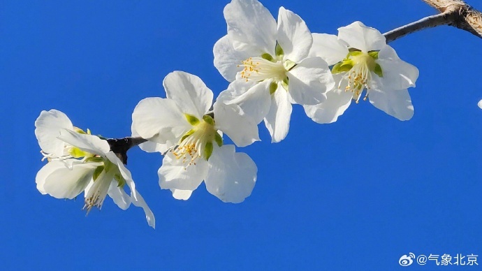 最高28℃！北京一夜入夏？下周寒潮携“换季式”降温来袭