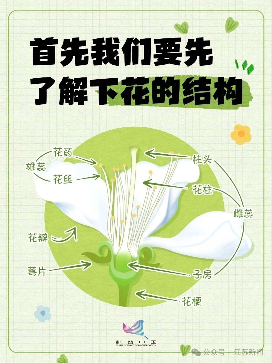 别再认错啦！桃、李、杏、樱、梅花的快速分辨秘诀，1分钟搞定！